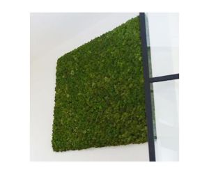 Mosschilderij H80 x B80cm